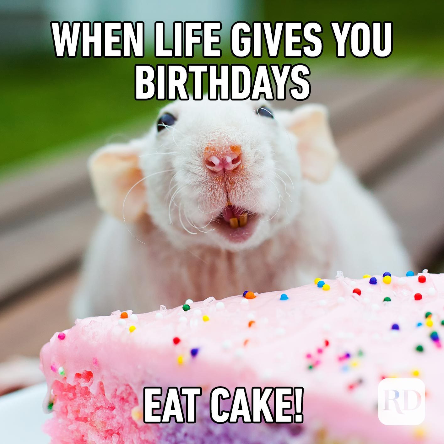 15 Recipes for Great Birthday Cake Meme
