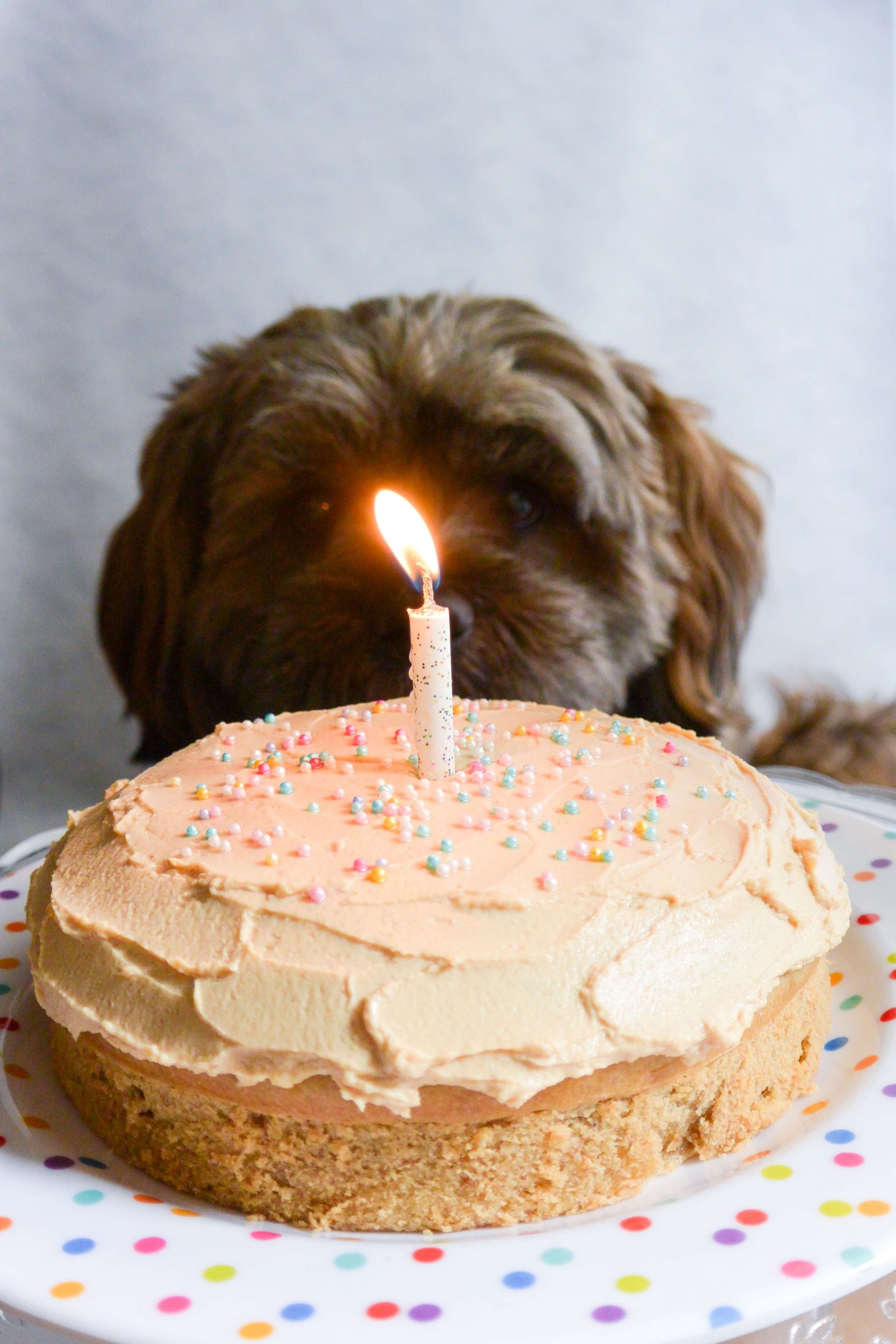 15 Healthy Doggie Birthday Cake