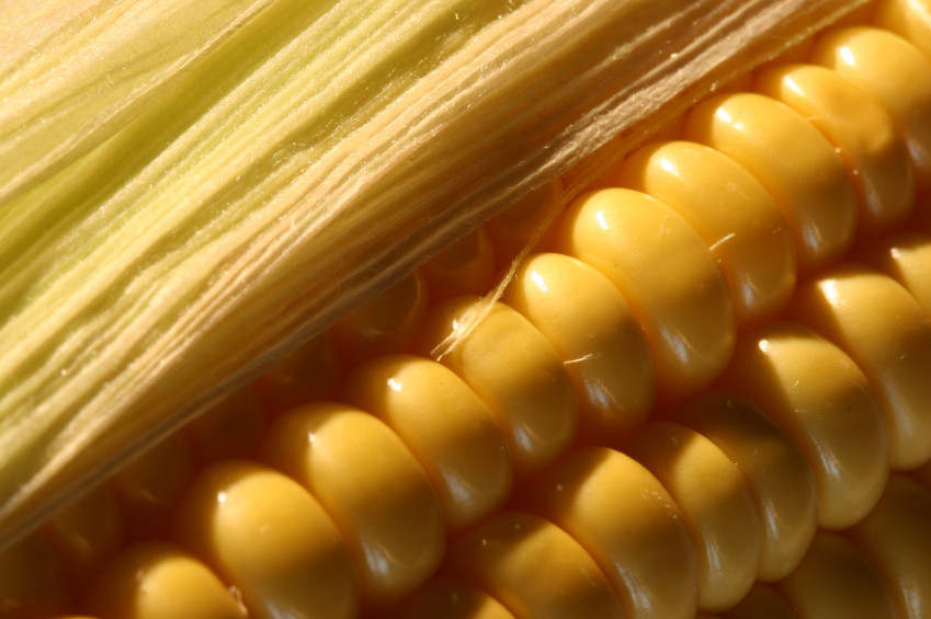 Fiber In Corn Unique Corn Fiber – Nutrawiki