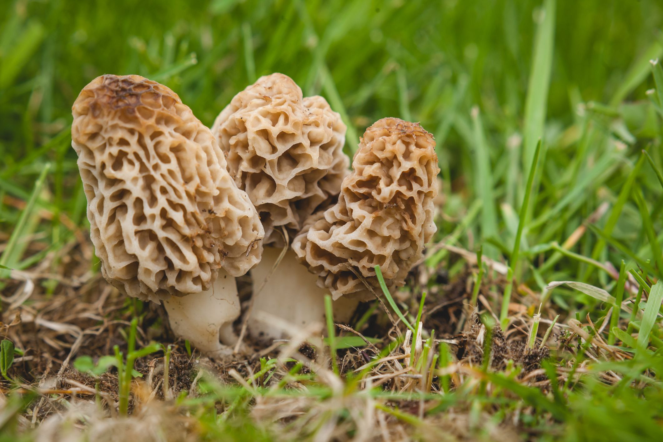 15 Of the Best Real Simple Grow Morel Mushrooms Ever