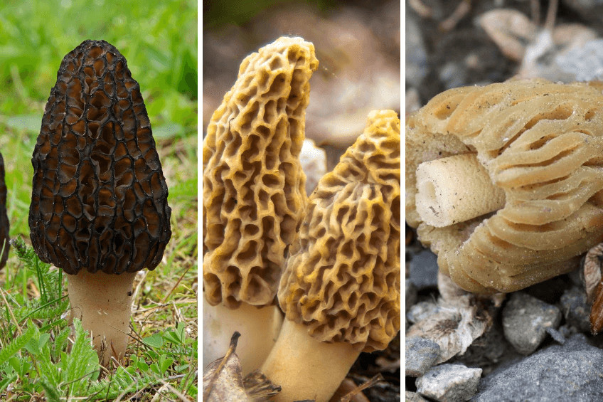 Types Of Morel Mushrooms Fresh top 3 Types Of Morel Mushrooms &amp; Identification Tips