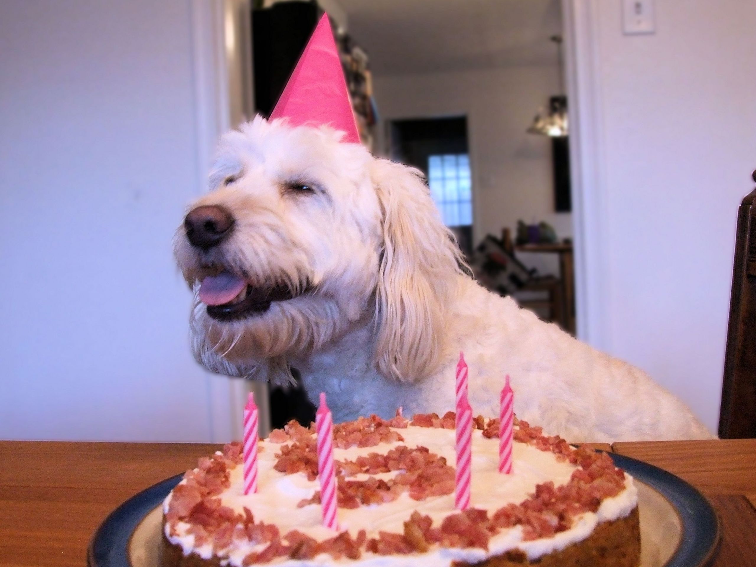 Birthday Cake for Dogs Inspirational A Puppy Treat Dog Birthday Cake