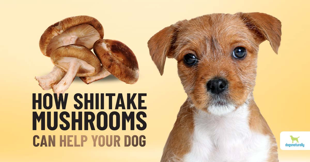 Can Dogs Eat Shiitake Mushrooms Best Of why Dogs Can and Should Eat Shiitake Mushrooms