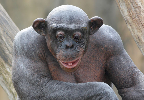 Dmt Chimpanzees On Keto Diet Elegant Hairless Chimps and Gorilla Gftih Bodybuilding forums