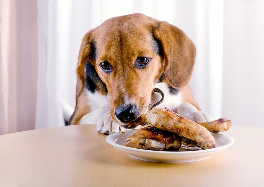 Top 15 Dog ate Chicken Wings