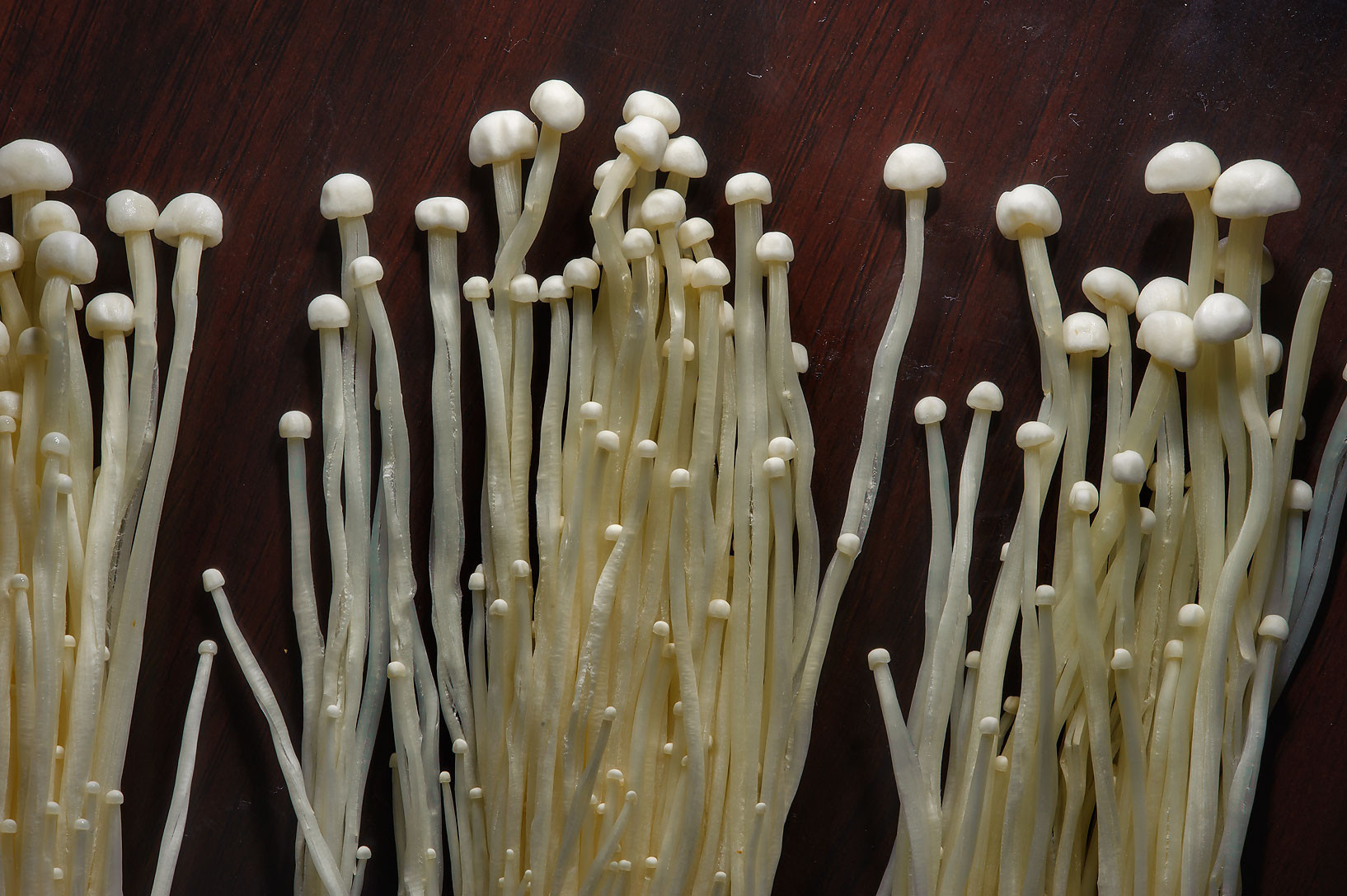 Long White Mushrooms Compilation