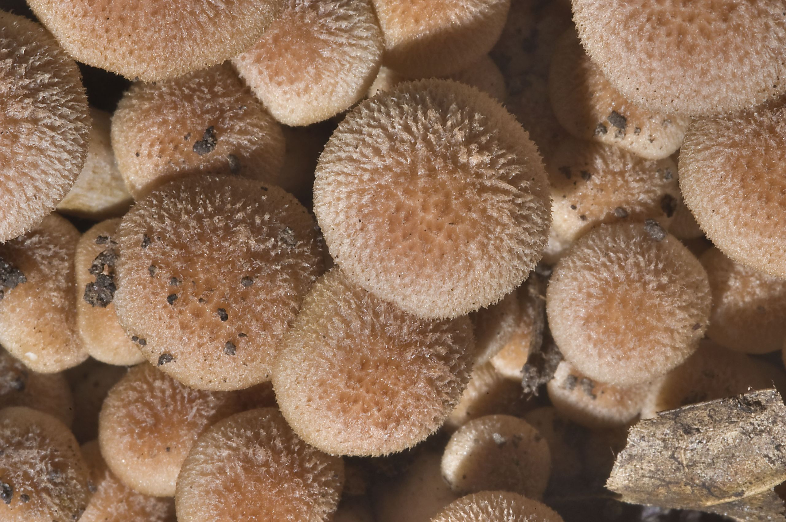 Morel Mushrooms Texas New 30 Ideas for Morel Mushrooms Texas Best Recipes Ideas