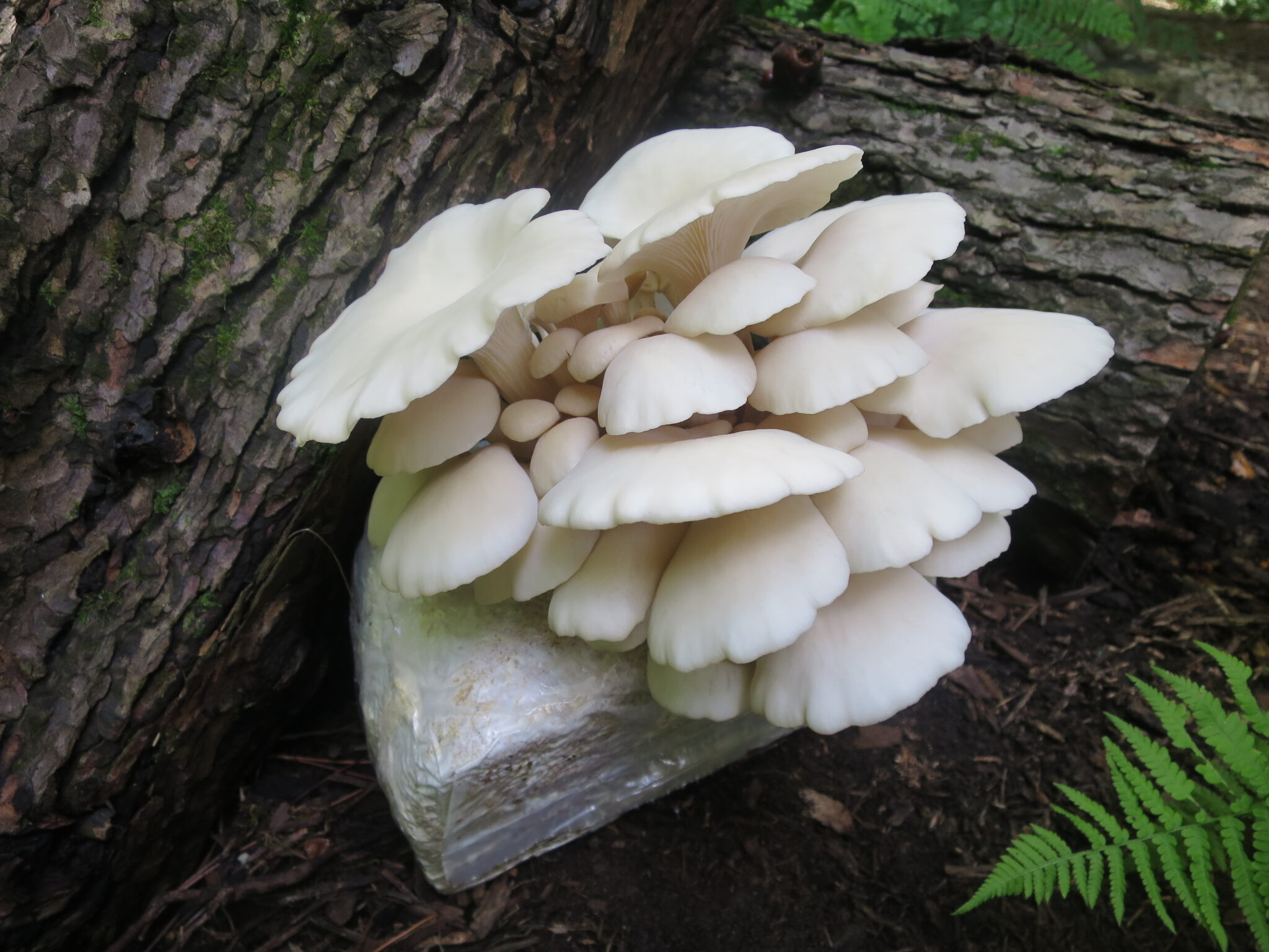 Top 15 Pearl Oyster Mushrooms Of All Time