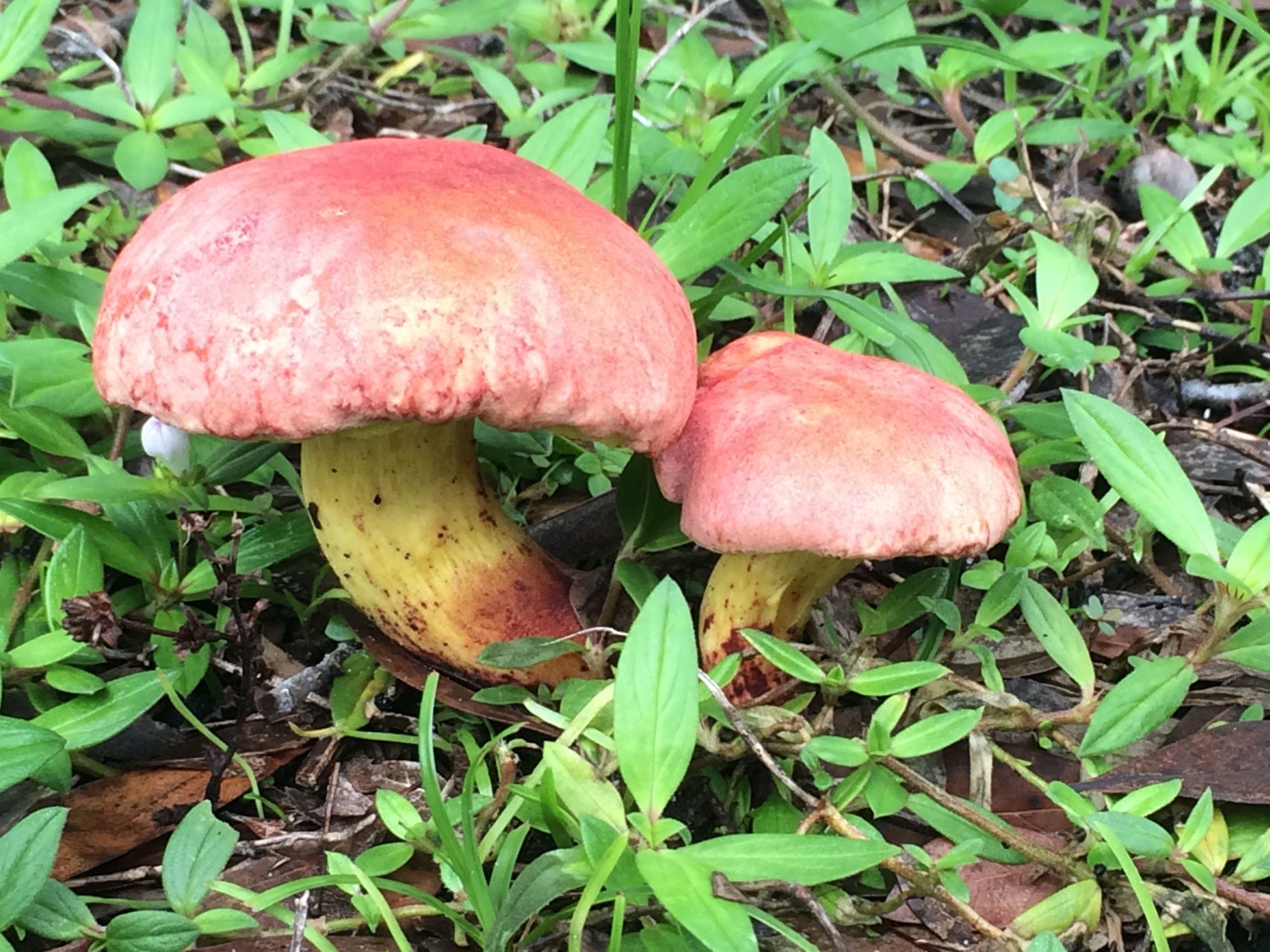 The top 15 Ideas About Red top Mushroom