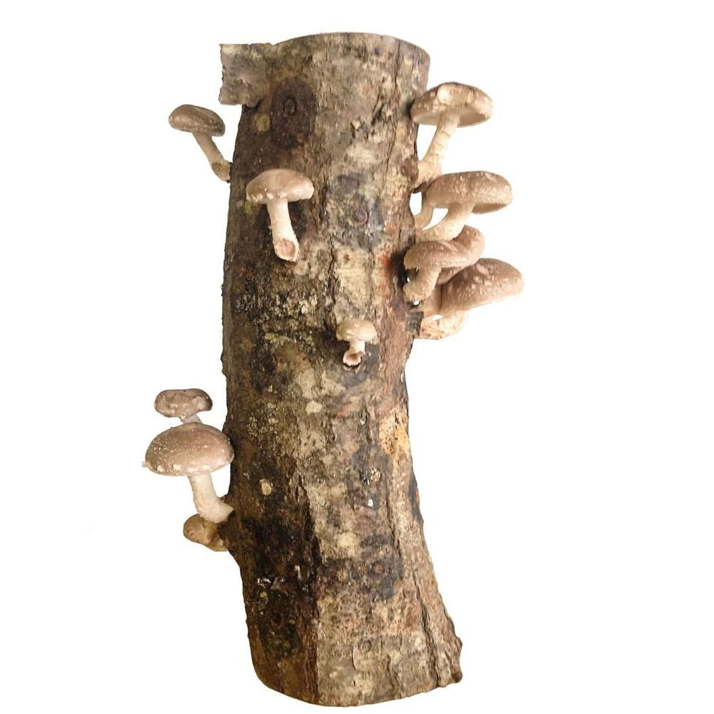 Most Popular Shiitake Mushrooms Log Ever
