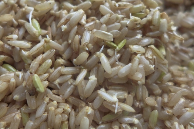 The Most Shared Sprouting Brown Rice Of All Time